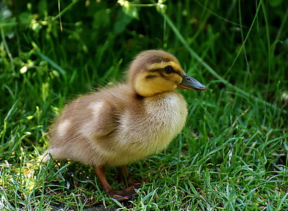 chicks, ducklings, mallard, cute, bird, water bird, duck