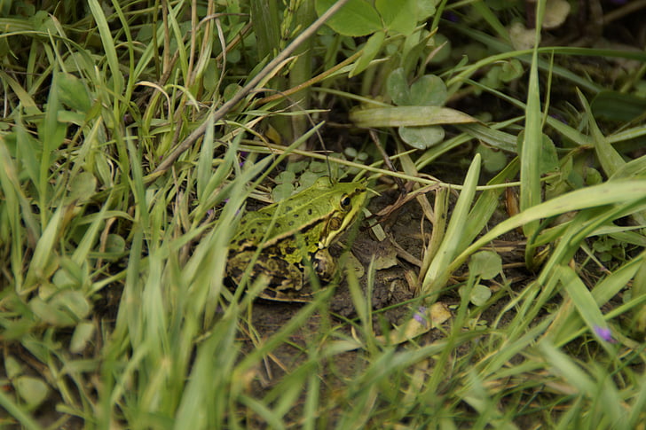 žaba, drevesna žaba, trava, travnik, zelena, dvoživk, mala