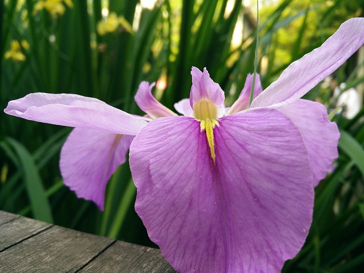 naturlige, plante, Iris
