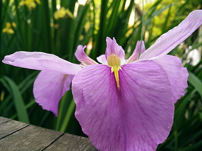 prirodni, biljka, Iris