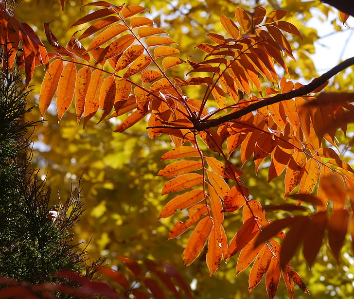 foglie gialle, foglie autunnali, rosso, Huang, verde, albero di Gingko, ramo