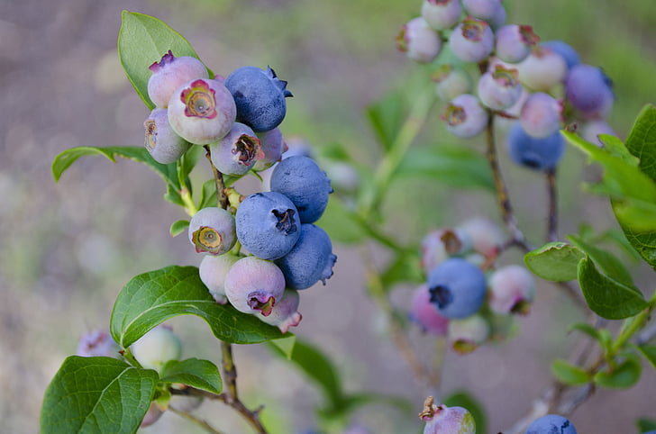 blueberries, blueberry bush, blueberry, fruit