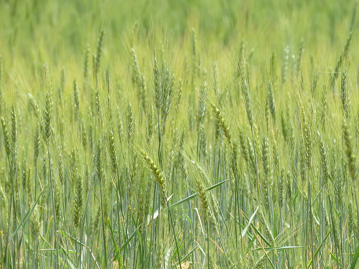 wheat, grain, field, agriculture, farm, plant, nature