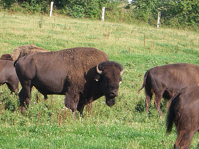 Bison, rebanho, carne de bovino, gado, bife, selvagem, América