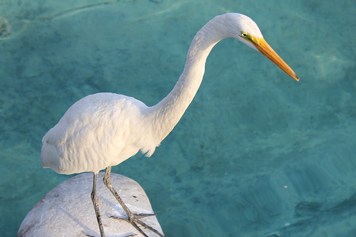 zoo, animal, bird