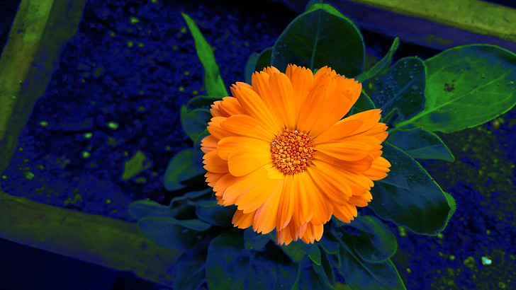 květ, oranžová, barevné šplouchnutí, Příroda, barevné