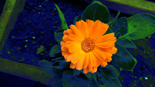 flor, naranja, splash de color, naturaleza, colorido