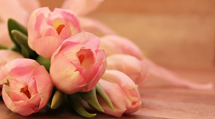 tulipány, Tulipa, motýľ, motýľ ružový, kvety, schnittblume, chov tulip