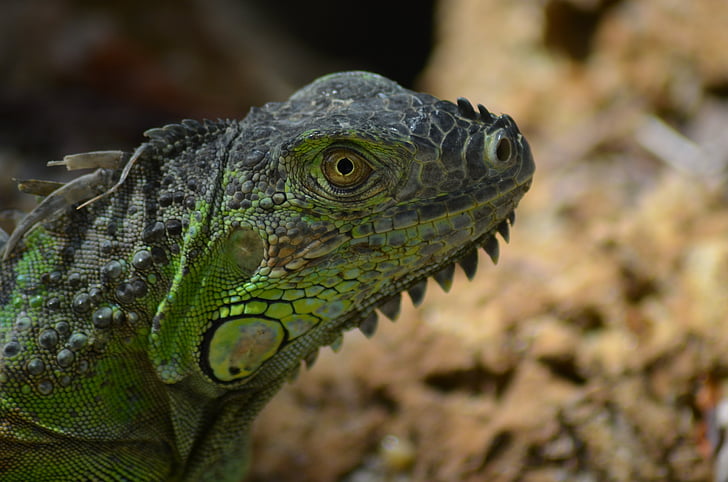 iguana hijau, Iguana, hijau, liar, alam, Kadal, reptil