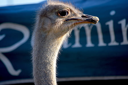 avestruz, Feria del Condado, rural, animal, Feria, pájaro, pico