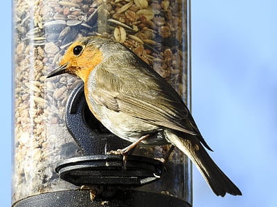 Robin, uccello, Songbird, giardino degli uccelli, natura, animale
