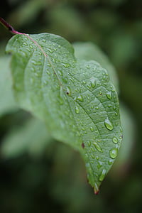叶, 水, 滴灌, 雨, 板料在水中, 绿色, 植物
