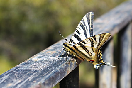 borboleta, posando, asas de borboleta, Dom, Mediterrâneo, natureza, asas