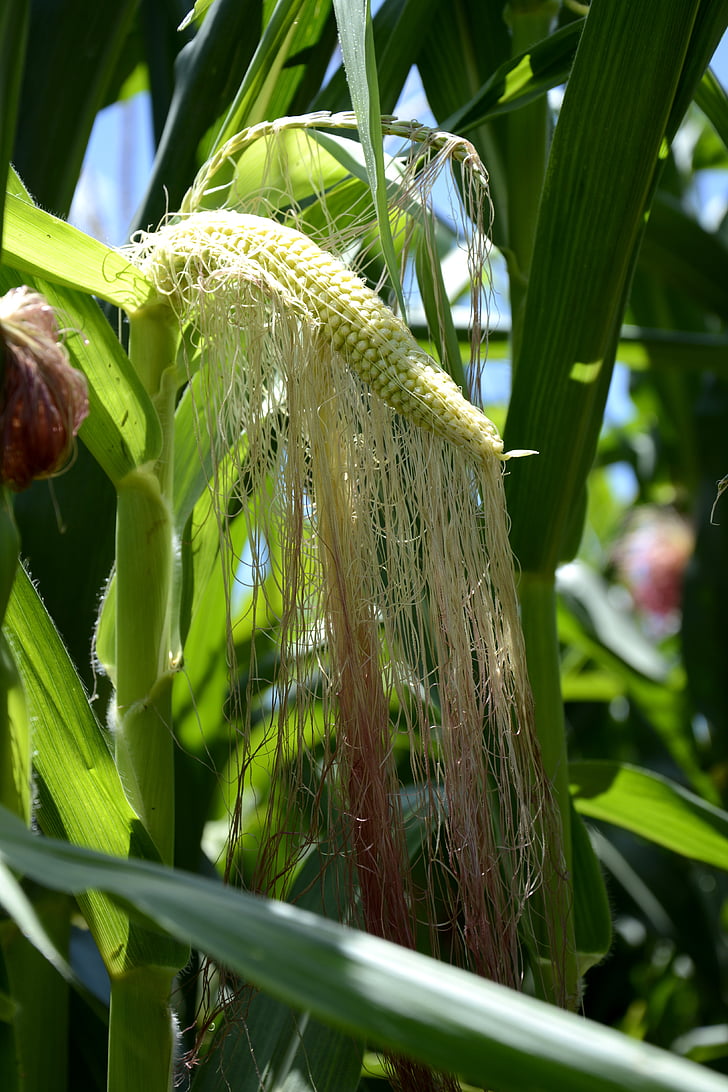 kukurūza, zaļā kukurūza, ģenētiski modificēto kukurūzu, kukurūzas laukā