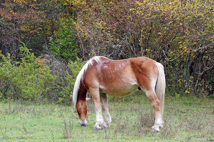 horse, national park of abruzzo, pasture, prato, animal, the abruzzo national park