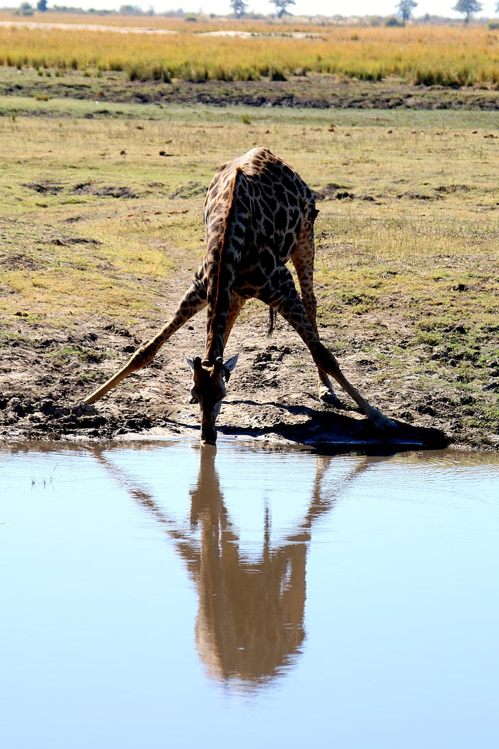 Giraffe, Afrika, Safari, Botswana, Chobe, Wild, reizen