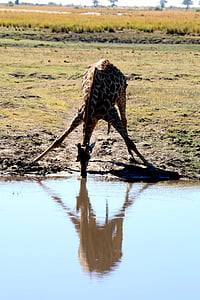jirafa, África, Safari, Botswana, Chobe, salvaje, viajes