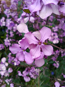 flor, púrpura, naturaleza, flor morada, planta, jardín, rosa