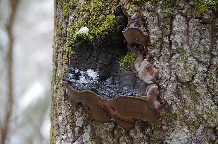 tree mushroom, forest, tree, nature, ecology, estonia, lahemaa national park