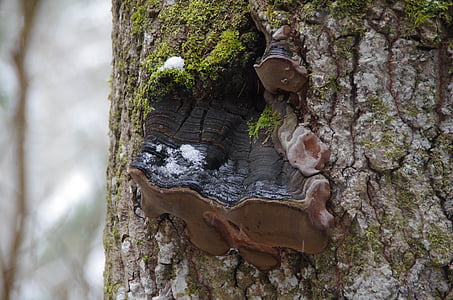 stromu houby, Les, strom, Příroda, Ekologie, Estonsko, Národní park Lahemaa
