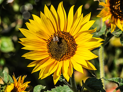 plant, sun flower, yellow, summer, bee, close, nature