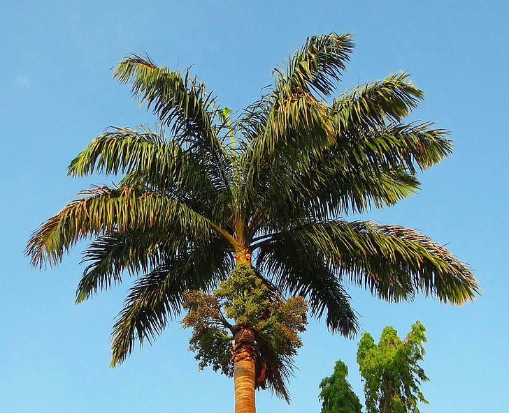 royal palm, palm, roystonea regia, arecaceae, tree, kittur, belgaum