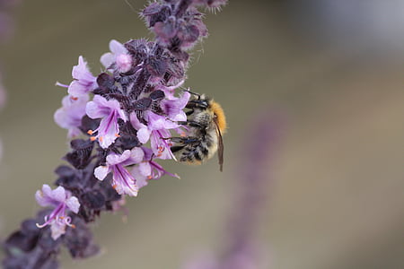 albahaca, abeja silvestre, néctar de, abeja, flor, floración, naturaleza