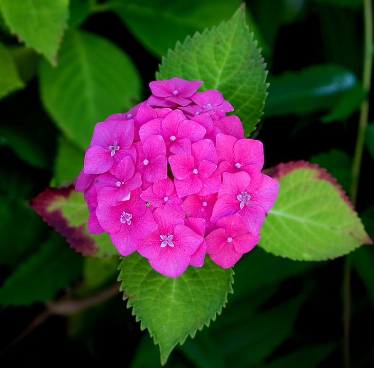 floare, hortensie, roz, plante, Close-up, detalii, frumos