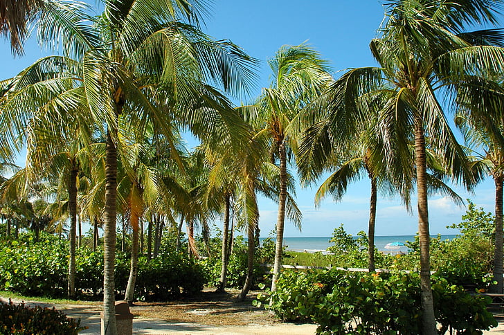 Key west, Florida, tropikal, plaj, palmiye ağaçları, Turizm, okyanus