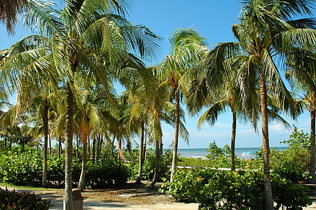 Key west, Florida, Tropical, Beach, Palm puud, Turism, Ocean