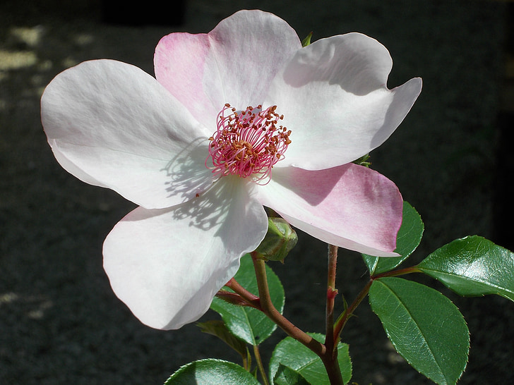 Rosa dainty bess, color de rosa, Floribunda