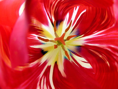 flor, vermell, groc, pistil, natura, tulipes, flor vermella