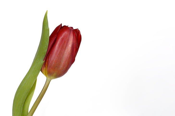 tulipány, kvety, listy, jar, Zavrieť, Príroda, jarné kvety
