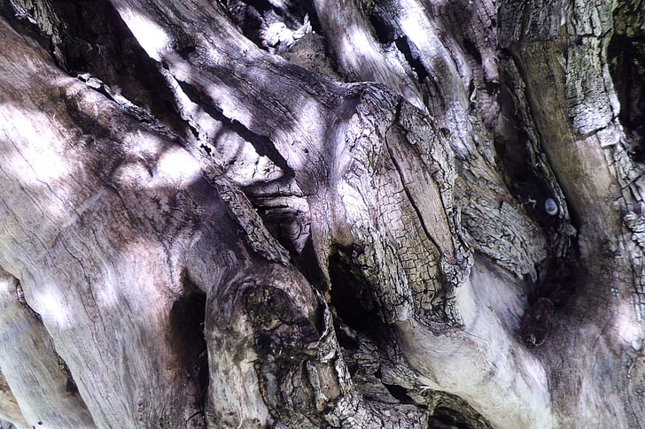 écorce d’arbre, tronc, nature