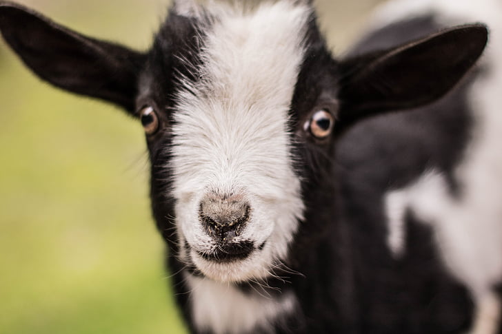 kid, goat, baby, baby goat, cute goat, goat baby, cute