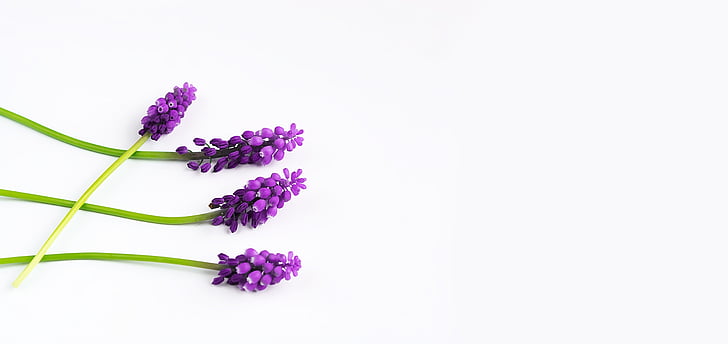 Trauben-Hyazinthen, lila, Frühling, Hyazinthe, Muscari, drei, Spitzen Blume