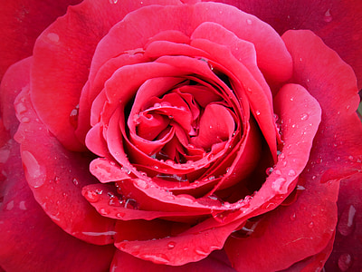 Роза, червена роза, капки, Росио, цвете, свежест, детайли