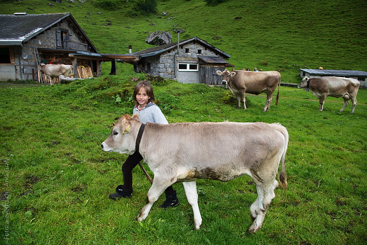 criança, bezerro, pastagem alpina, vaca, Suíça, Cantão de glarus, Glarus
