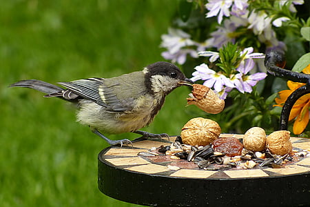 tit, (Parus major), pták, mladý, smývání, burský ořech, zahrada