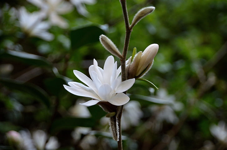 magnolias, flowers, white flowers, spring, tree, nature, garden