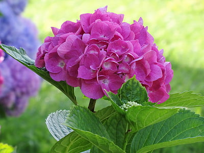 Hortensia, roze bloem, bloem