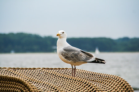 seagull, black headed gull, bird, bill, spring, creature, animal