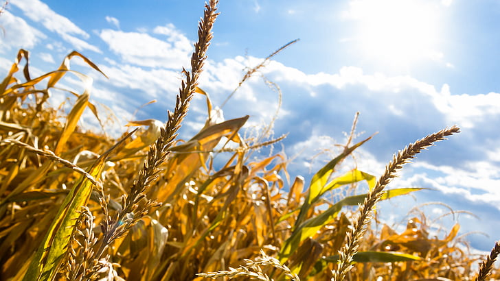 посуха, літо, с., поле, Кукурудза, вирощування, зерна