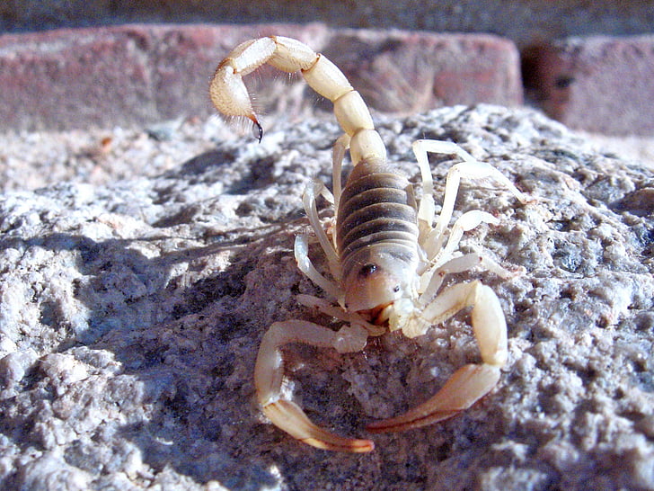 géante scorpion poilue, faune, sauvage, blanc, hadrurus arizonensis, vénéneuses, Stinger