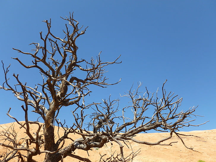 tree, dead, dry, withered, desert, sand, yellow