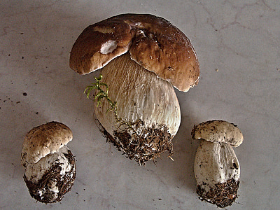 jamur tepat, jamur, jamur, paling, cendawan, dapat dimakan, Oak