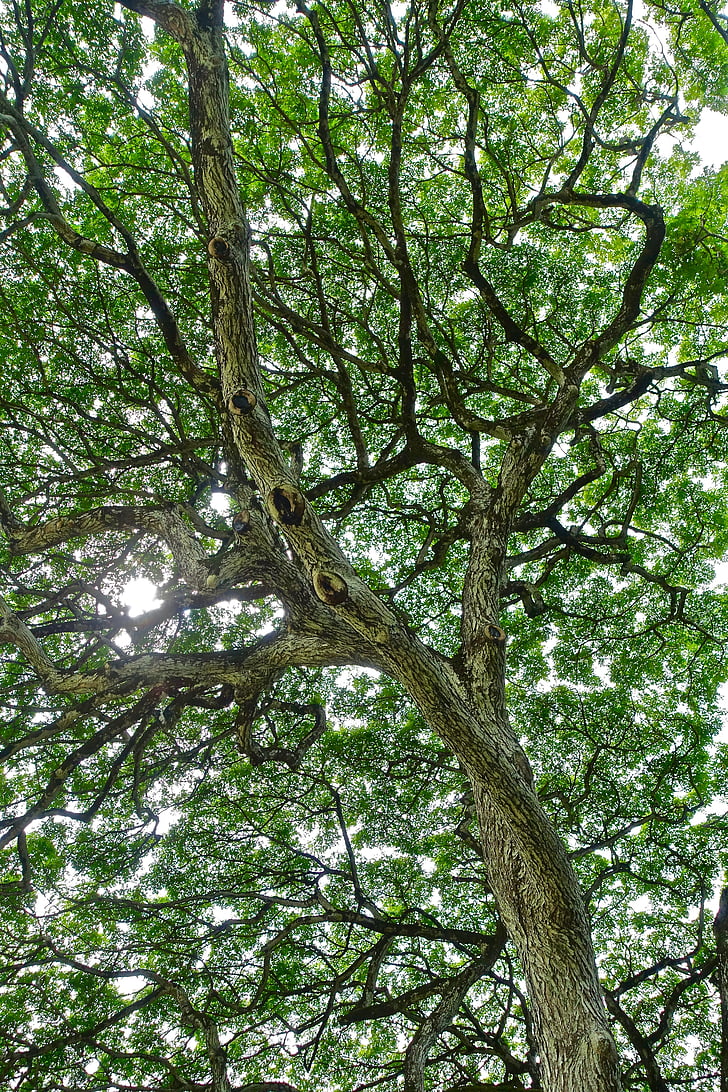 follaje, árbol, Monkeypod, Hawaii, natural, luz del sol, sucursales