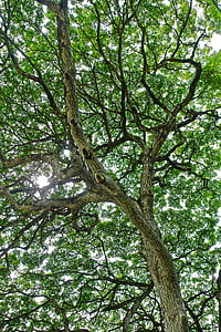 follaje, árbol, Monkeypod, Hawaii, natural, luz del sol, sucursales