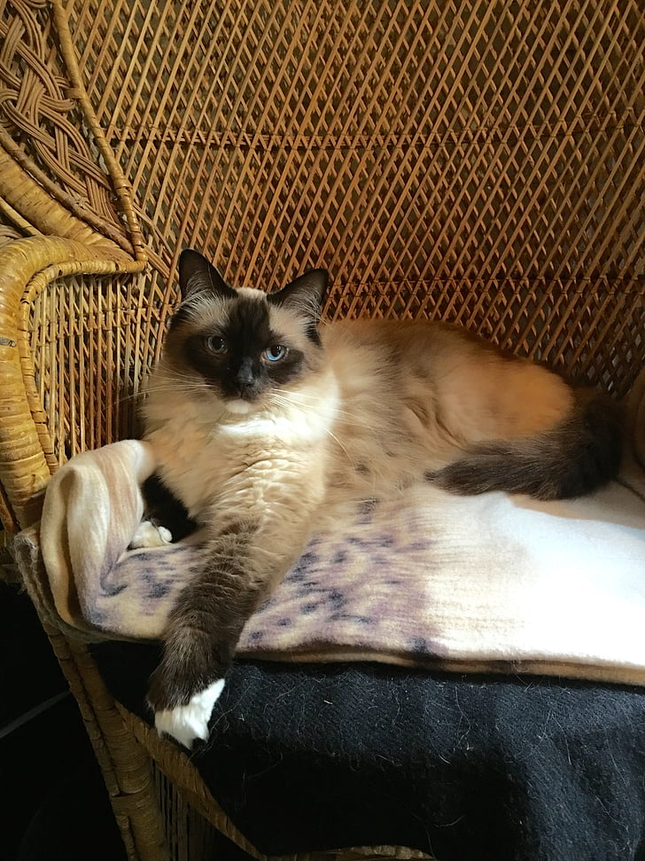 himalayan, cat, sitting, a on peacock, chair