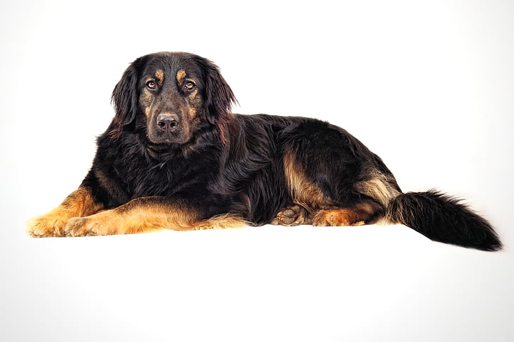 hunden, stor hund, svart hund, svart, Hovawart mix, hybrid, kjæledyr